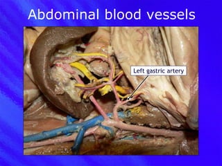 Abdominal blood vessels Left gastric artery 