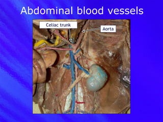 Abdominal blood vessels Aorta Celiac trunk 