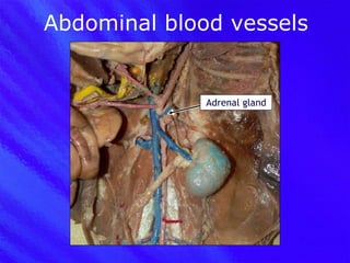 Abdominal blood vessels Adrenal gland 