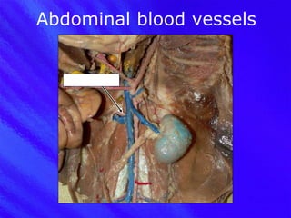 Abdominal blood vessels Renal artery 