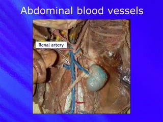 Abdominal blood vessels Renal artery 