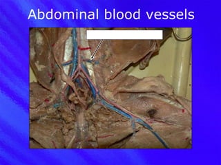 Abdominal blood vessels Iliolumbar vein & artery 