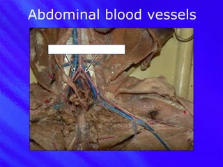 Abdominal blood vessels External iliac arteries 