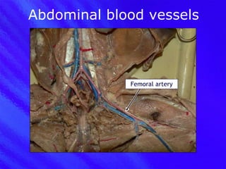 Abdominal blood vessels Femoral artery 