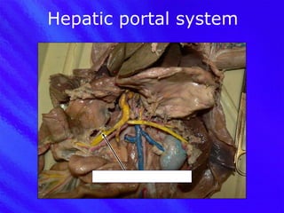 Hepatic portal system Superior mesenteric vein 