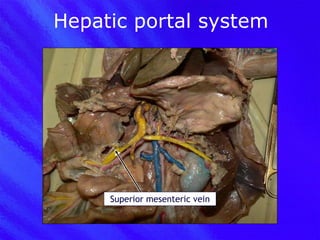 Hepatic portal system Superior mesenteric vein 