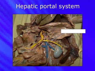 Hepatic portal system Gastrosplenic vein 
