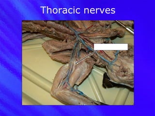 Thoracic nerves Radial nerve 
