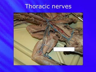 Thoracic nerves Median nerve 