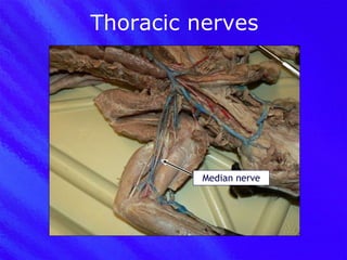 Thoracic nerves Median nerve 