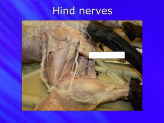 Hind nerves Sciatic nerve 