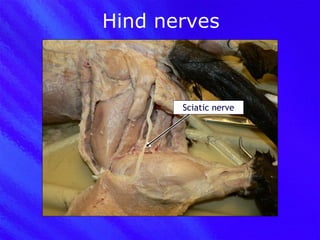 Hind nerves Sciatic nerve 