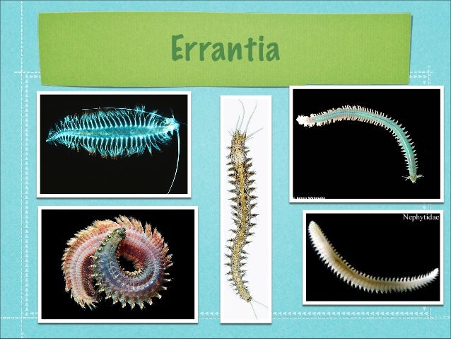 Errantia Label Lab 8 copy