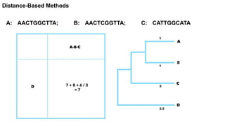 Phylogenetic Tree Construction | PDF