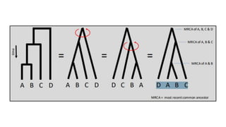 Phylogenetic Tree Construction | PDF