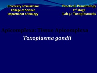 University of Sulaimani College of Science Department of Biology Practical   Parasitology 2 nd  stage Lab 9 : Toxoplasmosis ,[object Object],[object Object]