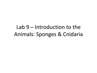Lab 9 – Introduction to the Animals: Sponges & Cnidaria 