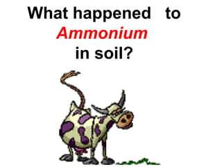 What happened to
  Ammonium
     in soil?
 