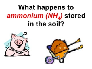 What happens to
ammonium (NH4) stored
    in the soil?
 