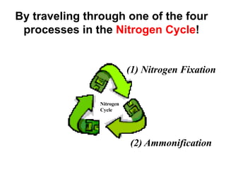 By traveling through one of the four
 processes in the Nitrogen Cycle!


                          (1) Nitrogen Fixation


               Nitrogen
               Cycle




                          (2) Ammonification
 