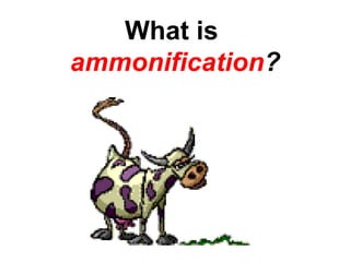 What is
ammonification?
 