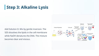 Gentle Inversion Lab 9th Isolation of Plasmid DNA.pptxkjdkjasdkj | PPTX