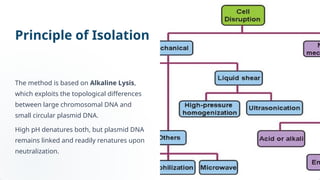 Lab 9th Isolation of Plasmid DNA.pptxkjdkjasdkj | PPTX