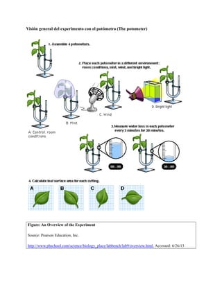 Lab 9 transpiracion_by_francheska_camilo_biol_2013 | PDF