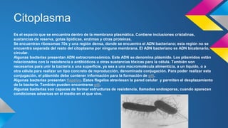 Citoplasma
Es el espacio que se encuentra dentro de la membrana plasmática. Contiene inclusiones cristalinas,
sustancias de reserva, gotas lipídicas, enzimas y otras proteínas.
Se encuentran ribosomas 70s y una región densa, donde se encuentra el ADN bacteriano; esta región no se
encuentra separada del resto del citoplasma por ninguna membrana. El ADN bacteriano es ADN bicatenario,
circular.
Algunas bacterias presentan ADN extracromosómico. Este ADN se denomina plásmido. Los plásmidos están
relacionados con la resistencia a antibióticos u otras sustancias tóxicas para la célula. También son
necesarios para unir la bacteria a una superficie, ya sea a una macromolécula alimenticia, a un líquido, o a
otra célula para realizar un tipo concreto de reproducción, denominada conjugación. Para poder realizar esta
conjugación, el plásmido debe contener información para la formación de pili.
Algunas bacterias presentan flagelos. Estos flagelos atraviesan la pared celular y permiten el desplazamiento
de la bacteria. También pueden encontrarse pili.
Algunas bacterias son capaces de formar estructuras de resistencia, llamadas endosporas, cuando aparecen
condiciones adversas en el medio en el que vive.
 