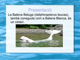 Presentació La Balena Beluga (delphinapterus leucas), també coneguda com a Balena Blanca, és un  cetaci . 