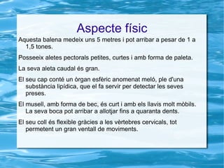 Aspecte físic Aquesta balena medeix uns 5 metres i pot arribar a pesar de 1 a 1,5 tones. Posseeix aletes pectorals petites, curtes i amb forma de paleta.  
