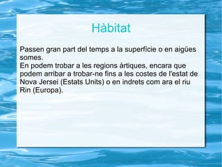 La seva aleta caudal és gran.  