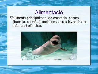 El seu cap conté un òrgan esfèric anomenat meló, ple d'una substància lipídica, que el fa servir per detectar les seves preses.  El musell, amb forma de bec, és curt i amb els llavis molt mòbils. La seva boca pot arribar a allotjar fins a quaranta dents.  