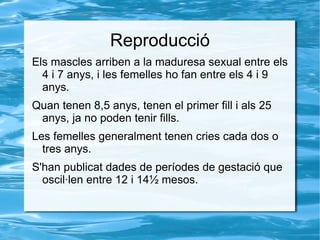 El seu coll és flexible gràcies a les vèrtebres cervicals, tot permetent un gran ventall de moviments. 