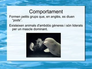 Hàbitat Passen gran part del temps a la superfície o en aigües somes.  