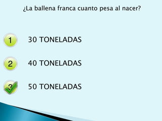 ¿La ballena franca cuanto pesa al nacer? 30 TONELADAS40 TONELADAS50 TONELADAS