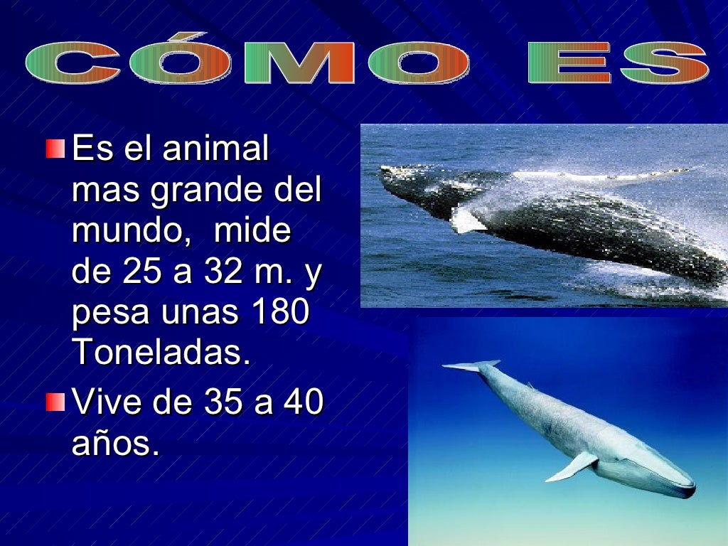 La Ballena Azul La Ballena Azul