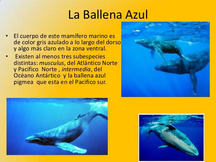 La ballena azul La ballena azul