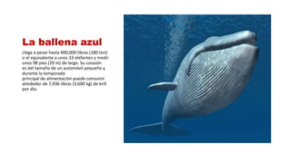 La ballena azul
Llega a pesar hasta 400,000 libras (180 ton)
o el equivalente a unos 33 elefantes y medir
unos 98 pies (29 m) de largo. Su corazón
es del tamaño de un automóvil pequeño y
durante la temporada
principal de alimentación puede consumir
alrededor de 7,936 libras (3,600 kg) de krill
por día.
 