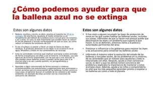 ¿Cómo podemos ayudar para que
la ballena azul no se extinga
Estos son algunos datos Estos son algunos datos
• Reduce, reutiliza y recicla, es decir, practica al máximo las 3R de la
ecología. De esta forma, ayudarás al medio ambiente y a la
recuperación del hábitat de la ballena azul o rorcual azul, los océanos,
y así a estas. En casa, lo más importante que puedes hacer es reducir
el uso de plásticos y reciclar correctamente los que se usan, así como
reducir al máximo las emisiones de CO2.
• Si vas a la playa o a pasear o hacer un viaje en barco no dejes
residuos. Si produces desechos no los dejes ni en la arena ni en el
agua, llévatelos y tíralos en los contenedores de reciclaje.
• Evita las actividades turísticas que implican acercarse a estos animales
de forma irrespetuosa con ellos y con el entorno. Si lo deseas, usa solo
agencias de turismo responsable, con las que vas a una zona por la
que pueden pasar ballenas azules y puedes verlas pero solo si se
acercan ellas y se van cuando quieren, no persiguiéndolas y
estresándolas.
• Apúntate a algún voluntariado de forma activista o colabora
económicamente con asociaciones y organizaciones que promueven y
toman acciones para la conservación de las ballenas, luchan contra su
caza y que, en general, buscan el cuidado de los océanos y del medio
ambiente. Un ejemplo de estas acciones son las creaciones de
santuarios de cetáceos
• Si has visto a alguien incumplir las leyes de protección de
zonas en las que suelen habitar las ballenas azules, incluidas
sus costas, infórmales de que lo hacen mal porque puede que
desconozcan las leyes y el problema que supone lo que
hacen. Si no se detienen, entonces llama a la policía o
autoridades pertinentes del área.
• Presionar e influenciar a los gobiernos para mejorar las leyes
y las actuaciones para conservar las ballenas azules
• Infórmate al máximo sobre la evolución del estado de las
ballenas o rorcuales azules, de los problemas en su entorno,
de las actividades que se realizan para ayudarlas y todo lo
relacionado con ellas. Después, ayuda a crear conciencia
social, es decir a que los demás tomen conciencia del
problema y explícales la importancia de mantener a estos
animales vivos. Además, ayuda a los niños a comprenderlo,
es vital que los más pequeños aprendan pronto a respetar a
las ballenas así como a todo el planeta.
 