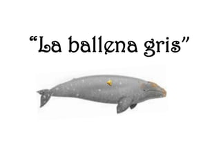 “La ballena gris”
 