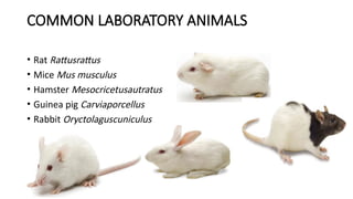 laboratory animals and regulatory compliance.pptx