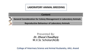 LABORATORY ANIMAL BREEDING
Presented By:
Dr. Dhaval Chaudhary
M.V.Sc Scholar(AGB)
College of Veterinary Science and Animal Husbandry, AAU, Anand
Content
General Consideration for Colony Management in Laboratory Animals
Reproductive Behaviour of Laboratory Animals
 