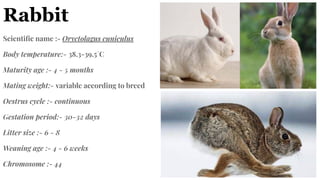 Lab animal data | PDF | Biological Sciences | Science