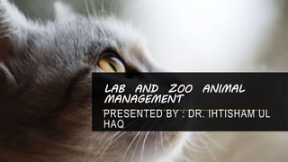 Lab animal husbandry