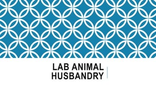 Lab animal husbandry