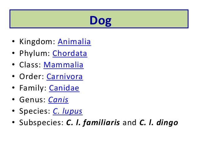 kingdom dogs laboratory animals kingdom dogs laboratory animals