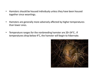 Lab animals in toxicology 7 | PPT