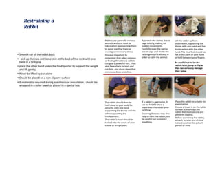 Common Laboratory Animals Used in Pharmacology by TOQIR AHMED | PPTX