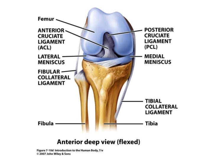 Lab articular system